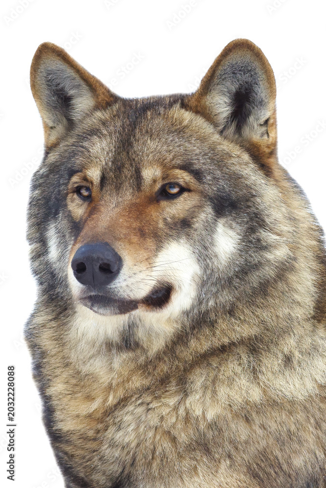 Obraz premium Eurasian wolf close-up portrait isolated on a white background.