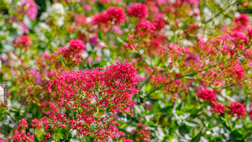 Obraz premium Vibrant flowers bloom in a garden during sunny days in the spring season showcasing nature's colors and life