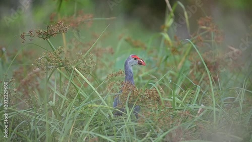 Beautiful Bird Sitting on Tree Branch in Nature