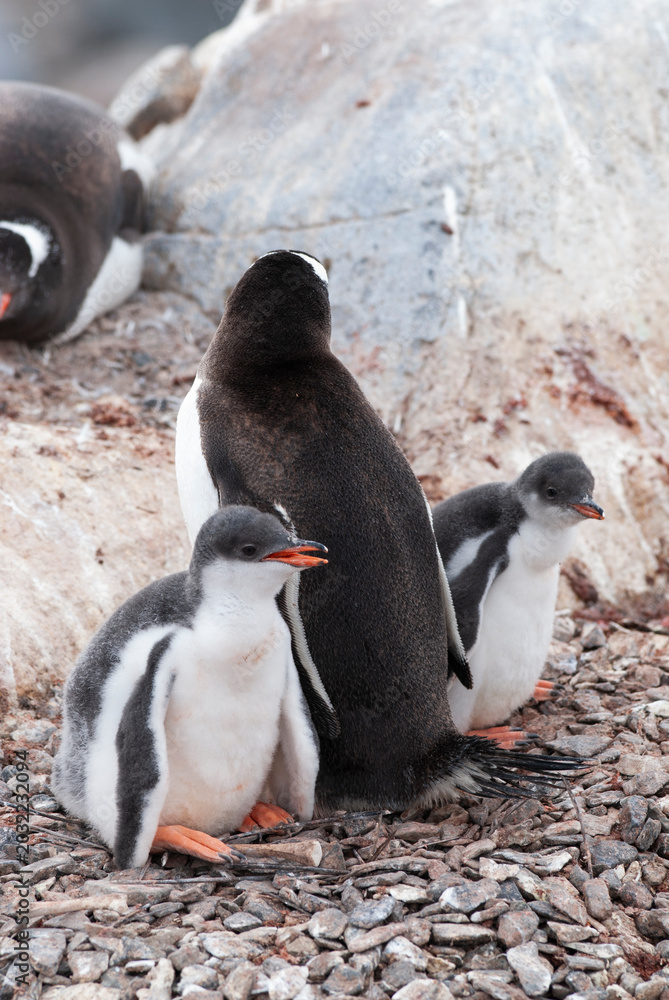 Fototapeta premium Gentoo Penguin, Pygoscelis papua, Antartica, Port Lockroy, Antartica.