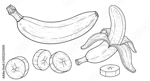 Bild auf Leinwand Hand drawn ink illustration set of fresh bananas including whole fruits and slic