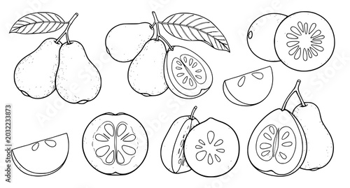 Fotografi Collection of hand drawn fruit illustrations featuring pears and guavas in whole