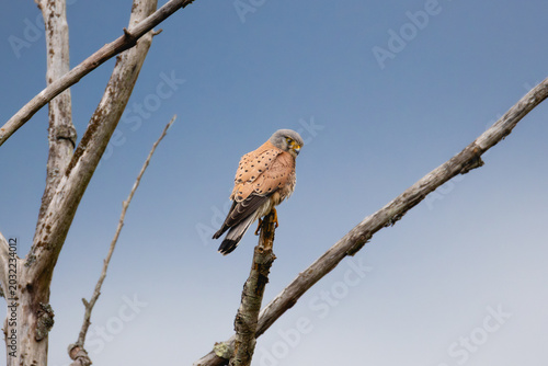 red tailed hawk