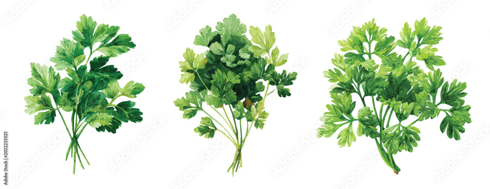 Obraz premium A Collection of parsley bunch painting design, Hand-painted style, vectorized, vector set available in EPS, Simple Hand-painted watercolor style, vector set available in EPS, Plant set