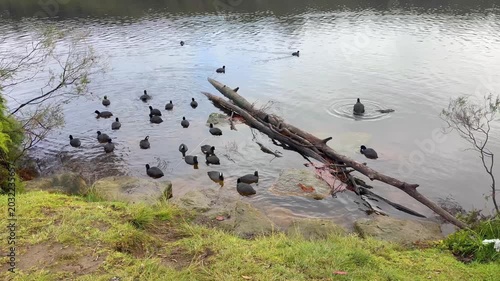 Footage of a large flock of Eurasian Coots paddling and looking for food near a fallen tree in Wentworth Falls Lake in the Blue Mountains in New South Wales, Australia