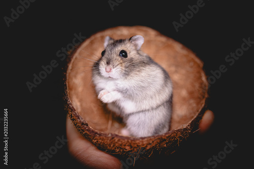 hamster on a black background