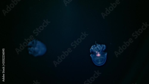 Underwater jellyfish with translucent body and glowing texture, cinematic 4K footage.