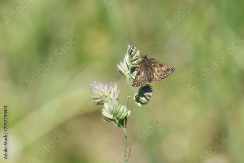 Photos Dingy skipper (Erynnis tages) butterfly sitting on a blade of grass in Zurich, S