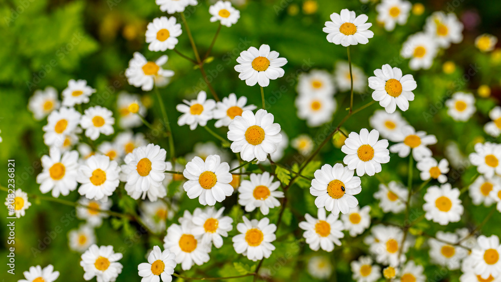 Fototapeta premium Bright white flowers with yellow centers grow in a garden during spring in a sunny location