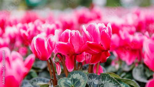 Fotografía Bright pink cyclamen flowers in full bloom in a garden during spring time