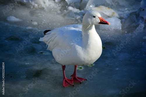 Foto Pekin or White Pekin is an American breed of domestic duck, raised primarily for meat