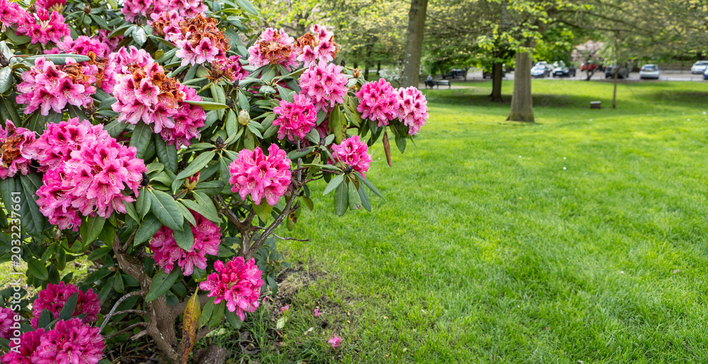 Fototapeta premium A large bush blooming Rhododendron in the botanical garden. Many pink flowers Rhododendron, beautiful background.