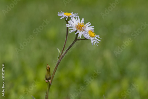 Quadro su tela Robin's Plantain in Bloom In a Meadow