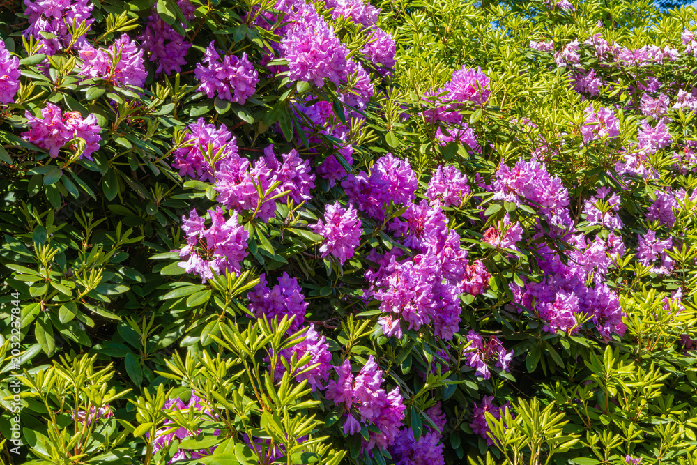 Obraz premium Rhododendron blooms cover a garden area in bright colors during the spring season under clear skies