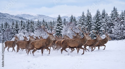 Obraz na płótnie Majestic herd of red deer stags with large antlers running swiftly through deep fresh white snow in a beautiful wintry mountain landscape captured in this stunning and crisp nature photograph