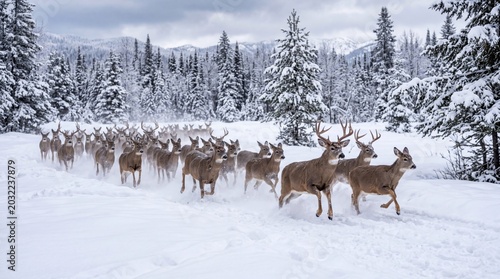 Large herd of majestic white tailed deer running quickly through deep fresh powder snow in a beautiful winter forest landscape during a cold day in this dynamic nature wildlife photograph.