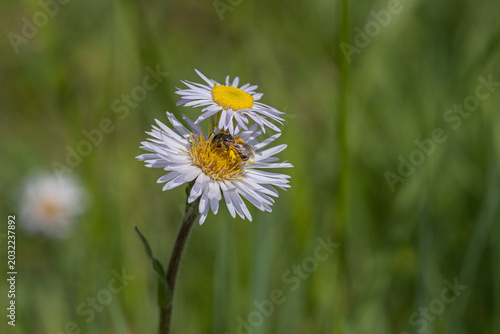 Foto Ligated Furrow Bee Pollinating Robin's Plantain Wildflower