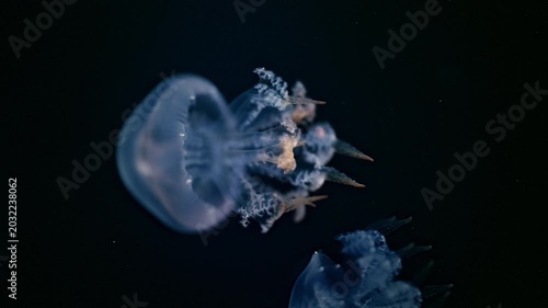 Pair of glowing jellyfish floating in deep sea darkness, atmospheric underwater 4K footage.