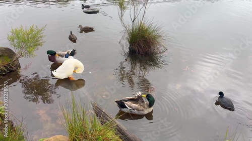 Footage of a white Aylesbury Duck and Mallards preening themselves on a fallen tree while Eurasian Coots and Wood Ducks paddle around them in a lake in the Blue Mountains in New South Wales, Australia