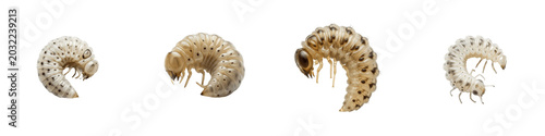 Konstfotografi White Grub Larvae Collection Isolated on White Background, C-Shaped Beetle Grubs
