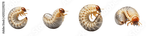 Bild auf Leinwand White Grub Larvae Set, Scarab Beetle Grubs Isolated on White Background, C-Shape