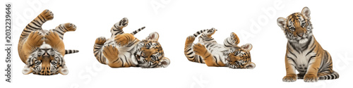 Set of Four Realistic Tiger Cubs in Various Poses, Isolated Transparent Background PNG Collection for Wildlife, Jungle, Safari, and Big Cat Themed Graphic Design Projects and Creative Illustration Ass