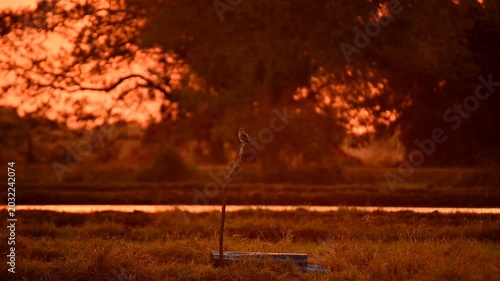 Beautiful Bird Sitting on Tree Branch in Nature