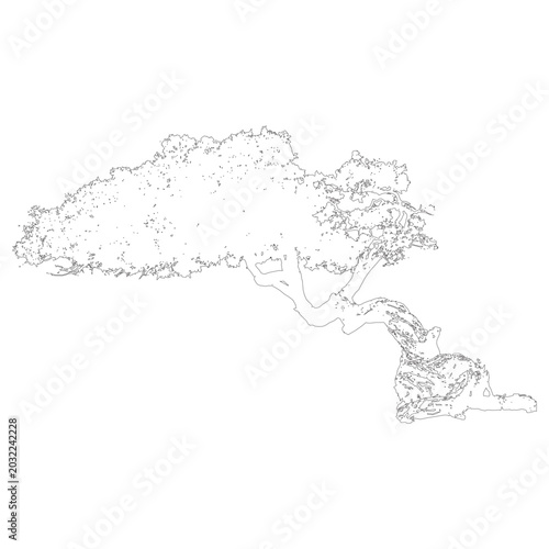 Cuadro en lienzo Dividivi tree architectural elevation drawing, wind-shaped native vector