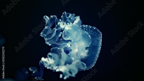 Mystical jellyfish underwater with luminous body and flowing tentacles, cinematic 4K slow motion.