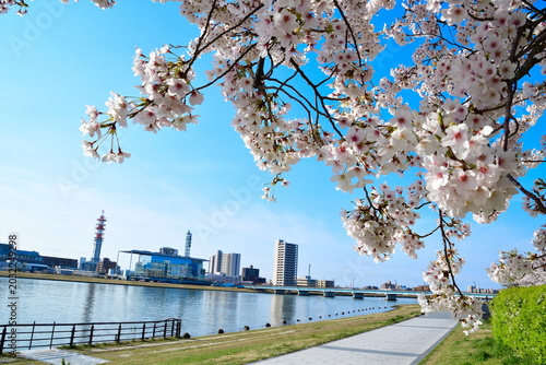 やすらぎ堤の桜並木と信濃川（新潟県新潟市中央区）