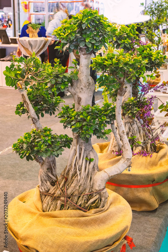 Tableau sur toile Olea is a genus of flowering plants in the family Oleaceae