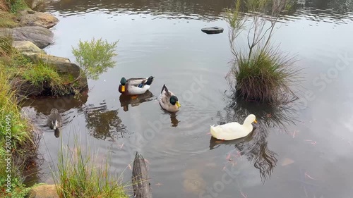 Footage of Ducks and Eurasian Coots paddling around bushes in Wentworth Falls Lake and then hopping out onto nearby land and walking off on grass in the Blue Mountains in New South Wales, Australia