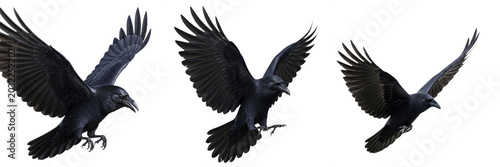 Foto Flying Black Crow PNG Set, Gothic Raven with Spread Wings Isolated on White Back