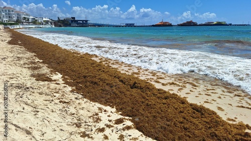 Sargassum covers the shore on Playa del Carmen beach.