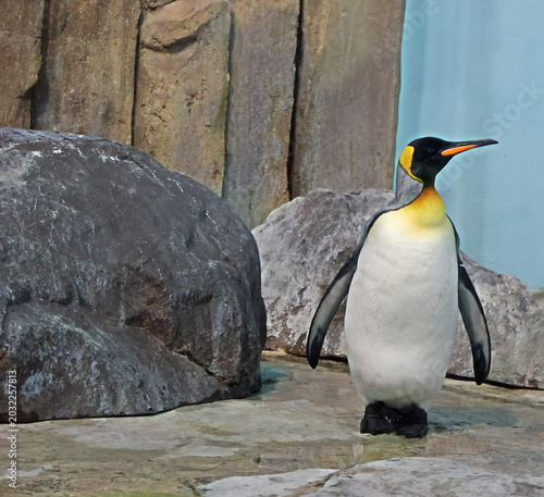 Quadro su tela Emperor penguin (Aptenodytes forsteri) is the tallest and heaviest of all living penguin species and is endemic to Antarctica