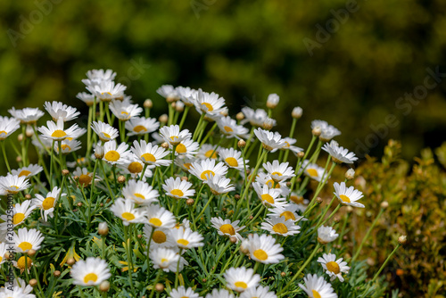 Selective focus of white cream flower with green leaves in garden, Argyranthemum frutescens known as Paris daisy or marguerite daisy, A perennial plant known for its flowers, Nature floral background.