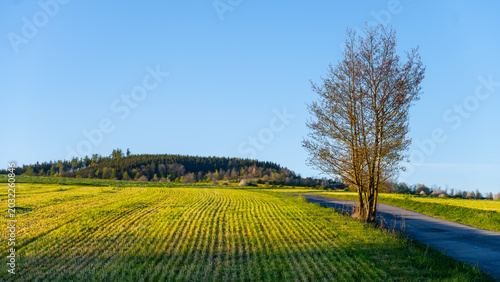 A tree stands alone beside a road in the Moravian landscape. Green fields stretch out under a clear sky. The sun shines on the fresh spring scene with soft hills in the distance.