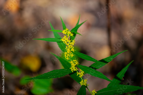 Blue‑Stemmed Goldenrod in Autumn Forest