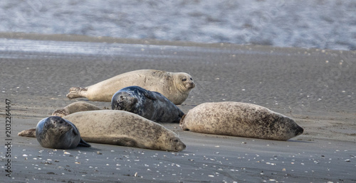 Robben wild auf Sandbank in der Nordsee