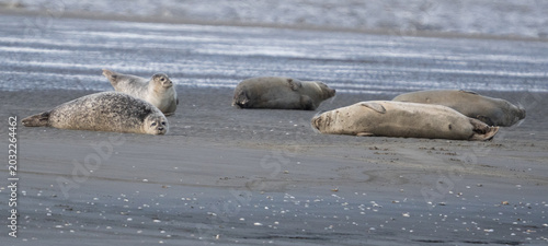 Robben wild auf Sandbank in der Nordsee