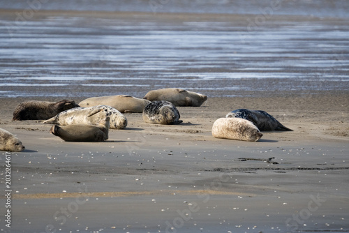 Robben wild auf Sandbank in der Nordsee