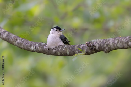 nuthatch on branch