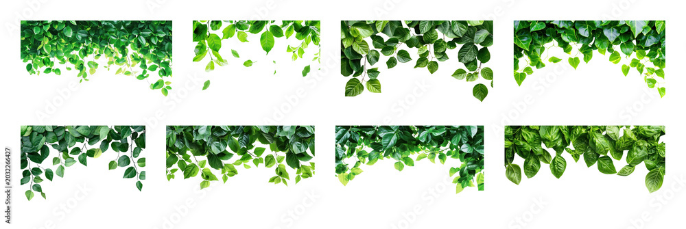 Fototapeta premium PNG Lush green leaf borders collection, transparent background