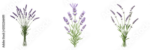 Collection of Fresh Lavender Bouquets Isolated on White Background. Professional Botanical Photography of Aromatic Purple Flowers, Perfect for Aromatherapy, Wellness Branding, Cosmetic Designs, and Na