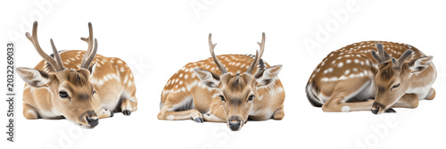 Photography Set of Three Resting Spotted Fallow Deer Stags Isolated on White Background, Hig