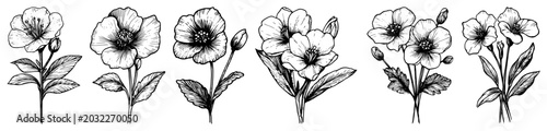Fotografi Flower stems and botanical floral bouquets in hand drawn engraving style