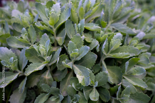 Fotografija Close-up of young green shoots of Hylotelephium spectabile plant, commonly known as showy stonecrop or sedum, with succulent leaves in the garden