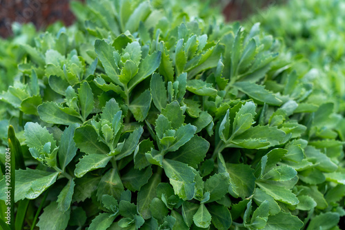 Canvas Print Close-up of young green shoots of Hylotelephium spectabile plant, commonly known as showy stonecrop or sedum, with succulent leaves in the garden