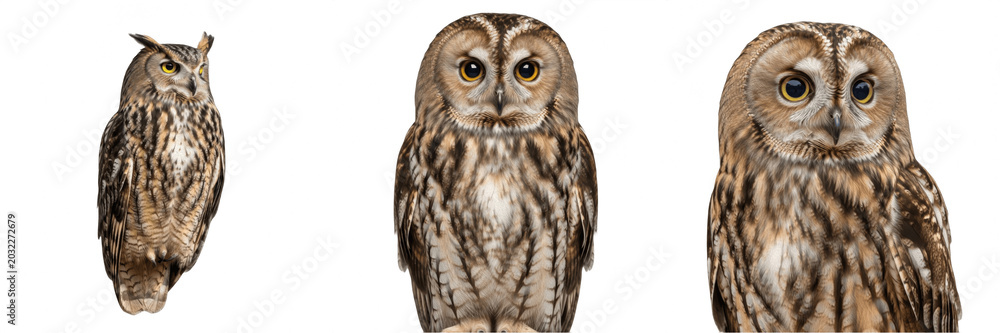 Fototapeta premium Realistic brown owl wildlife PNG clipart bundle, nocturnal bird of prey illustrations isolated on transparent background, wise forest animal graphic elements for design, wild feathered nature creature
