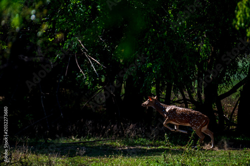 Photography Wild animals